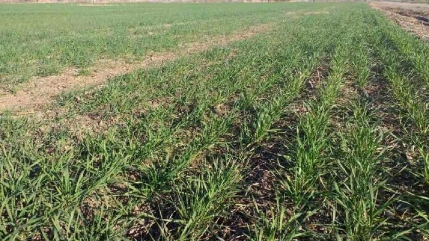 Zinc, el micronutriente que eficientiza el cultivo de trigo