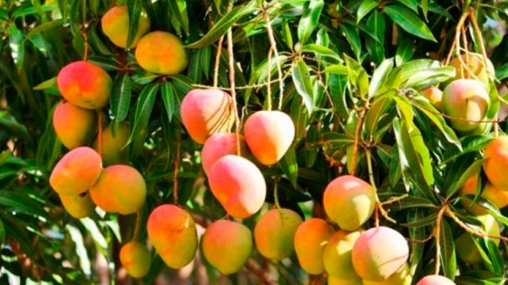 Sequía: Desde CEDEVA indican que la planta que mejor resiste las altas temperaturas es el mango