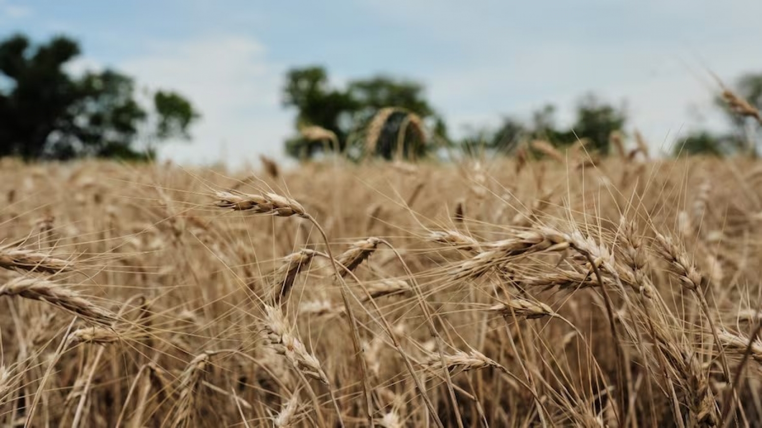Septiembre marca un récord histórico para las exportaciones de trigo