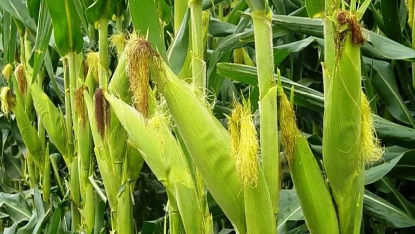 Estiman que un productor entrerriano necesitará 2.487 kilos de maíz por hectárea para cubrir costos