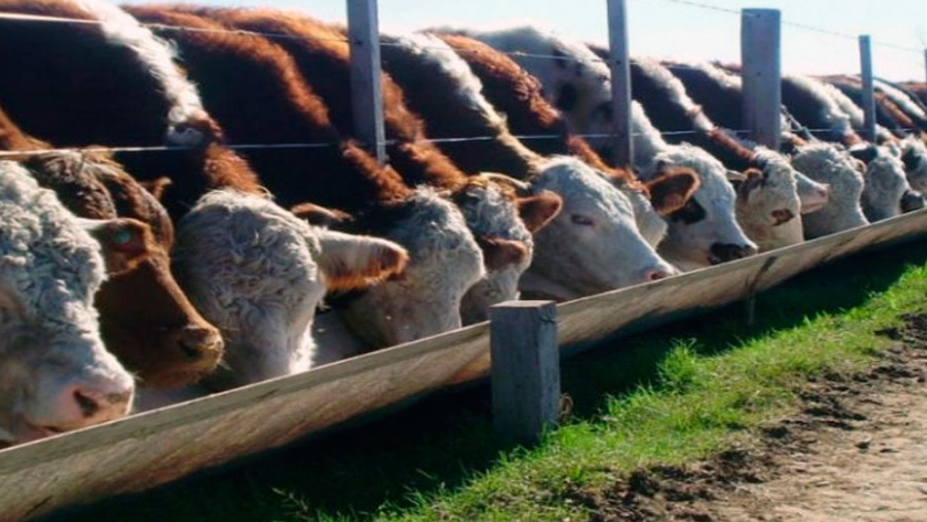 Ganadería a pasto con eficiencia industrial