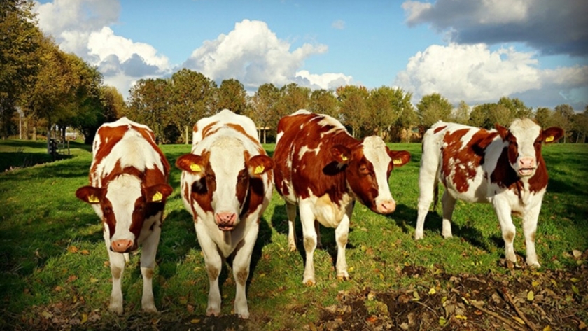 Especialistas del CONICET desarrollan test portátil y rápido para la detección de la tuberculosis bovina