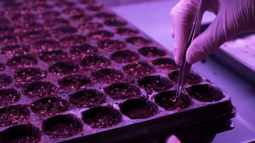 Cannabis medicinal: Jujuy avanza con un Plan de Desarrollo Genético