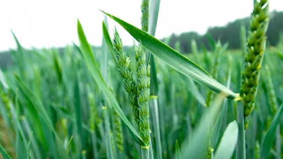 Más área y producción: la Bolsa de Cereales porteña proyecta otro gran ciclo triguero y cebadero