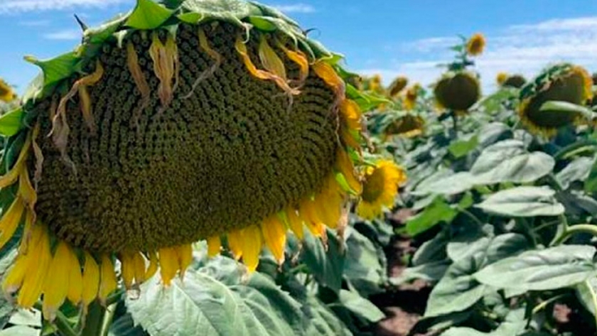 Finaliza la campaña fina y comienza la trilla de girasol en el norte del área agrícola
