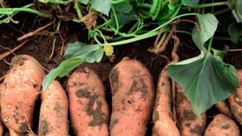 Simoca contará con una planta procesadora de batata