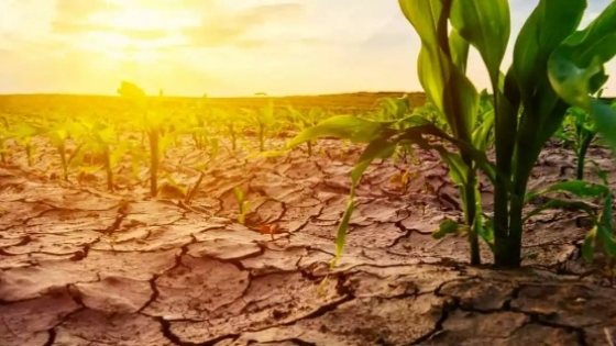 Adaptación al cambio climático: selección de cultivos y razas ganaderas resilientes