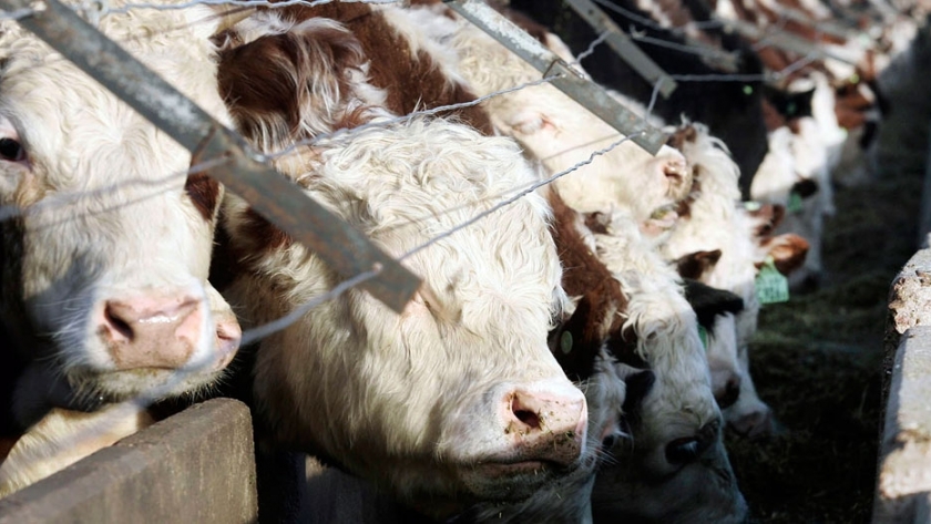 Enfermedades más comunes en el feedlot