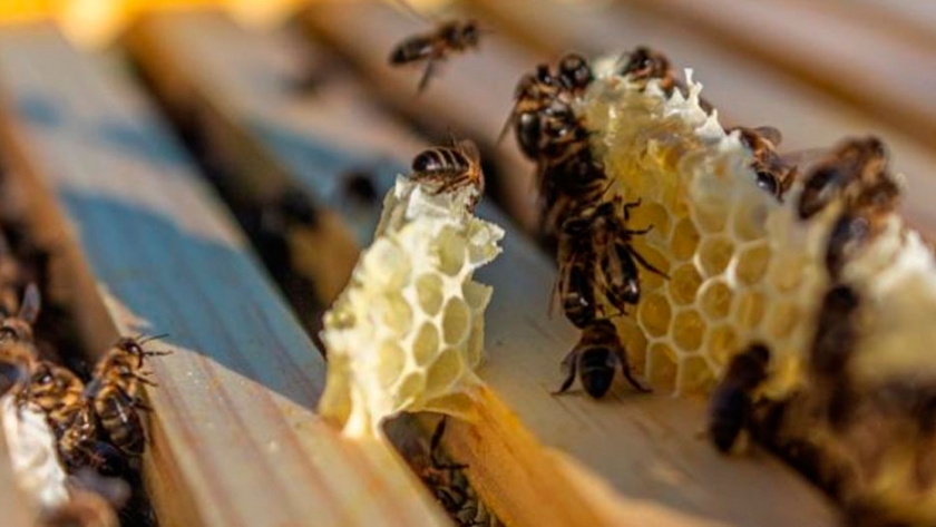 Jardines polinizadores, espacios donde facilitar alimento a las abejas