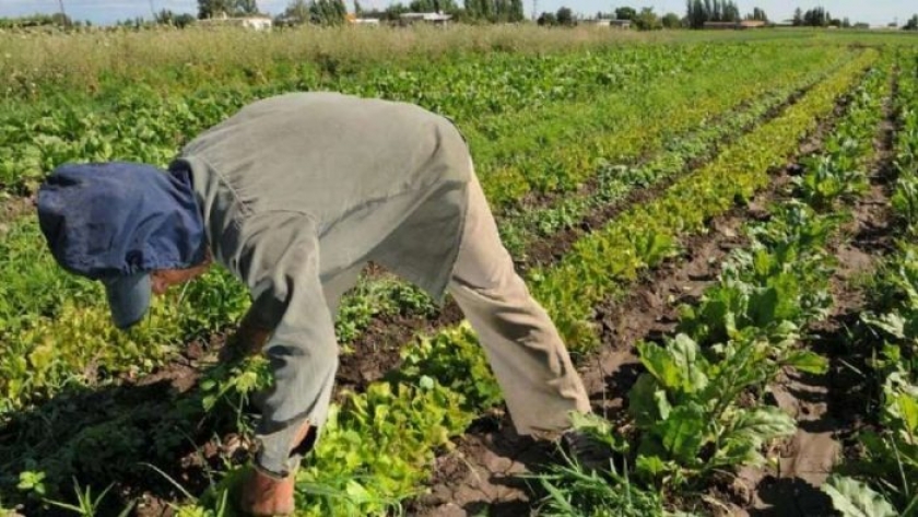 Seguro Agrícola: piden a beneficiarios que completen los datos online para recibir las compensaciones
