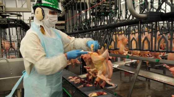 El USDA estima una subida del 1,5% en la producción avícola de la UE