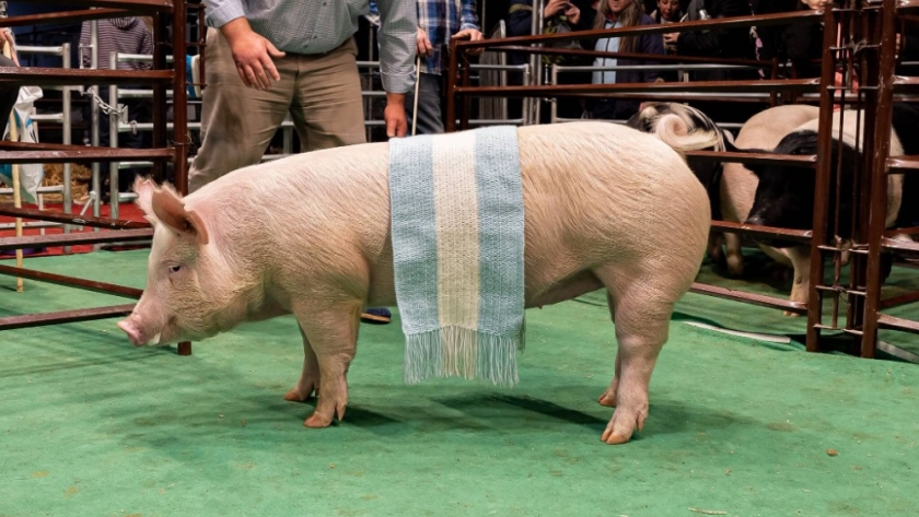 Tras un primer semestre para el olvido, el cerdo busca volver a la senda del crecimiento