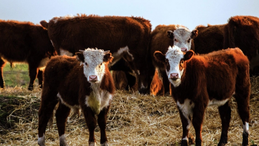 Duplicar la producción de carne generaría un incremento del 10% del PBI