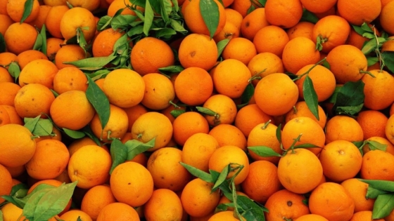 Baradero, la joya cítrica bonaerense que conquista el mundo con sus naranjas y su historia