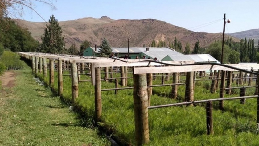 Comenzó la venta de plantas en el Vivero Provincial