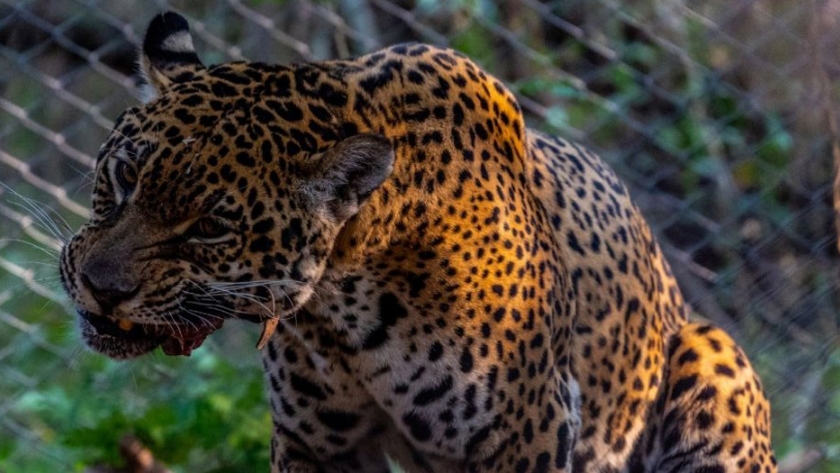 Una reunión esperada en El Impenetrable para la preservación del yaguareté