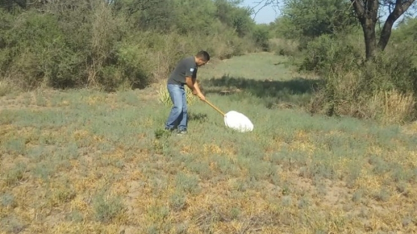 Para proteger la producción agrícola, monitorean en campos del norte la aparición de langostas