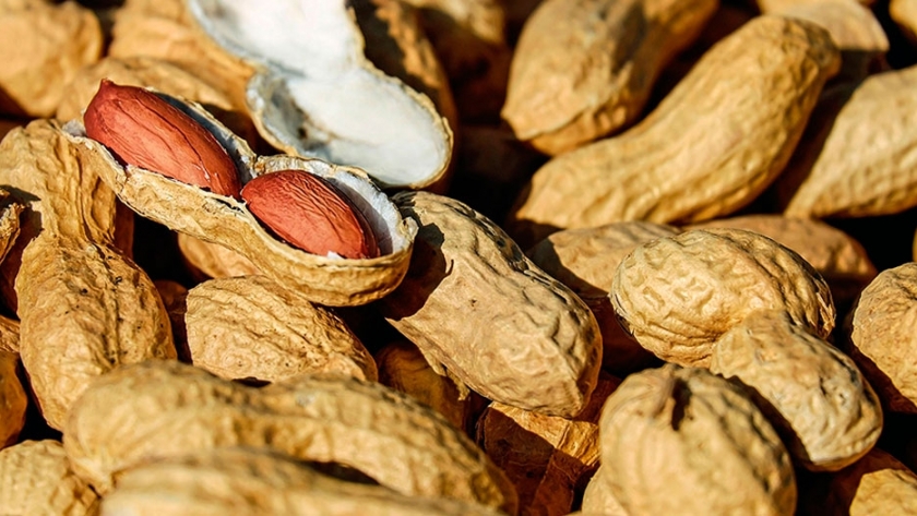 Maní argentino se exportó a más de 100 destinos en 2019