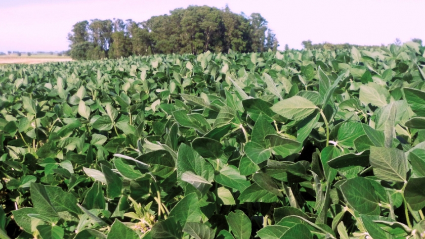 MGAP exhorta a extremar cuidados para tener una cosecha de soja sin problemas