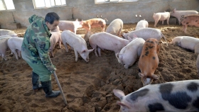 Se derrumba el precio de la soja ante el temor de la expansión asiática de la fiebre porcina africana