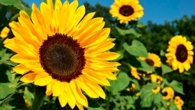 Girasol: nueva campaña con precios históricamente elevados