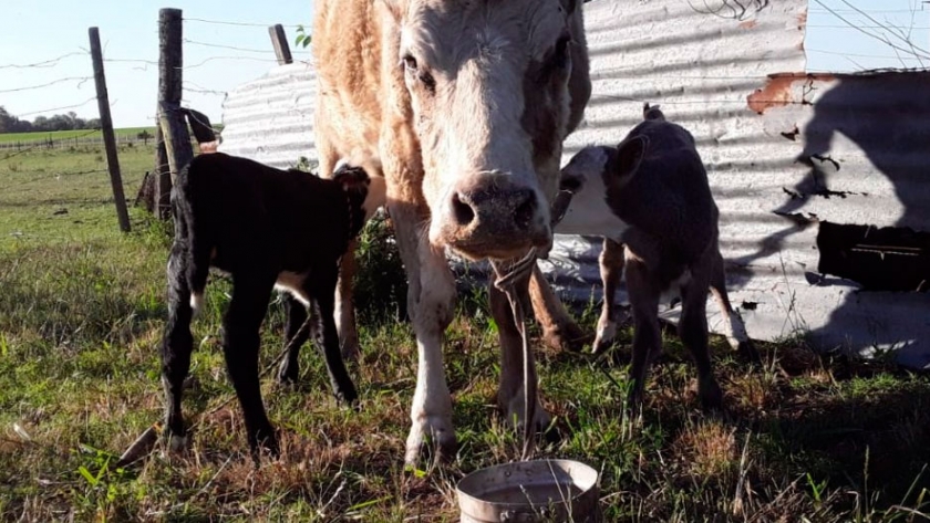 Lagunita, la súper vaca que parió mellizos por tercera vez al hilo