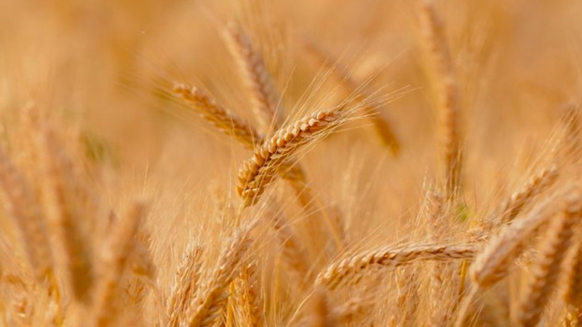 Dónde conviene más emplear cultivares de ciclo largo