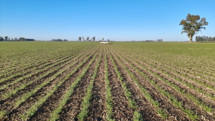 Garbanzo y otras legumbres: Desafíos, expectativas y la importancia de la inoculación