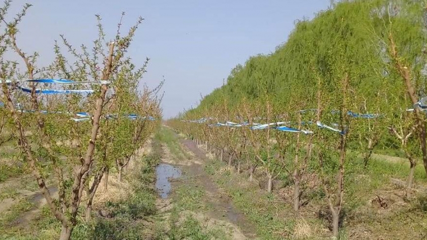 Lanzan el primer alerta para el control de Grafolita Oasis Norte, Este, Sur y Valle de Uco