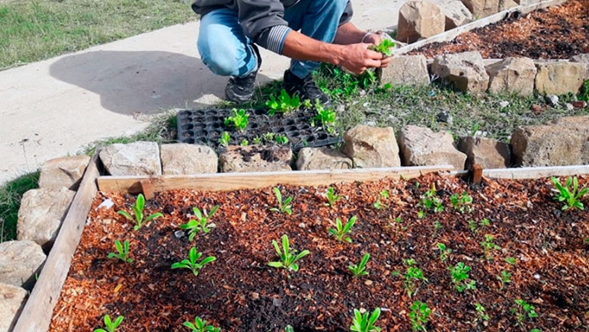 Impulsan la construcción de microtúneles de mimbre para la producción hortícola