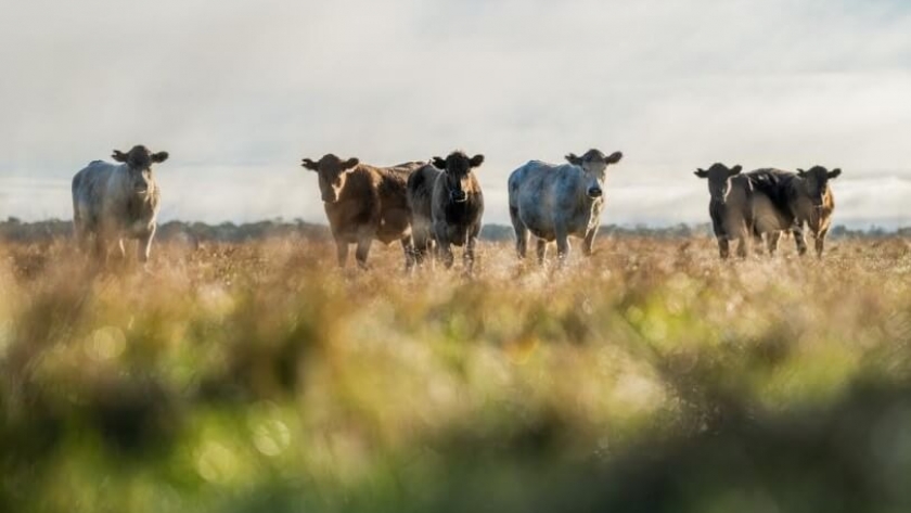 Ganadería regenerativa: una apuesta por la sostenibilidad y la biodiversidad