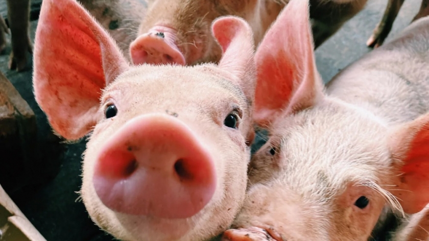 Crítica al Senasa por la falta de acción ante un nuevo brote de la aftosa porcina