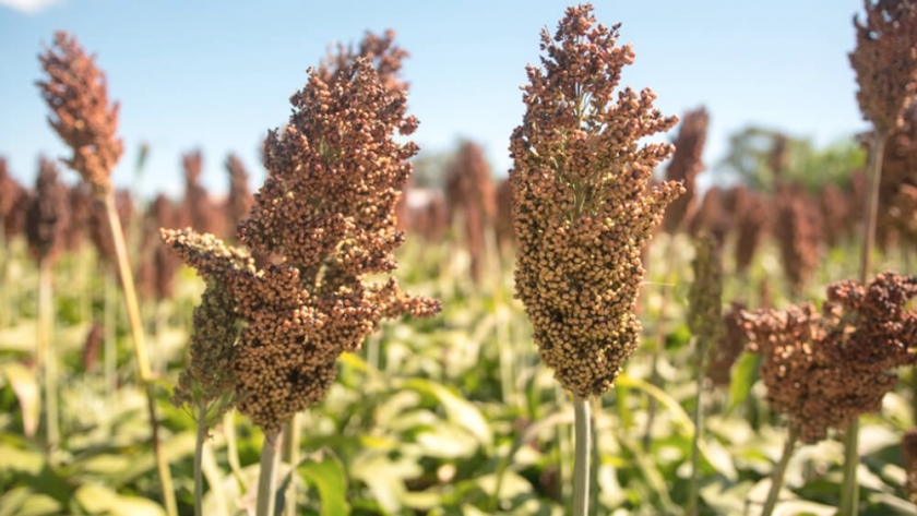 Fortia, una herramienta para sacarle el mayor provecho al «furor por el sorgo»