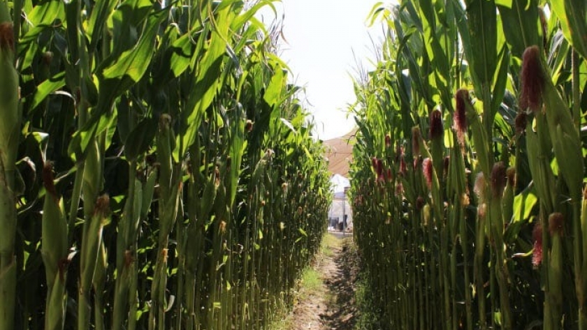 Recomendaciones de Aapresid a la hora de cosechar el maíz tardío