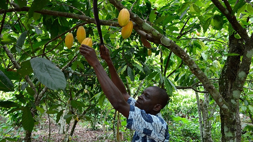 Cambio climático: ¿el cultivo de cacao está en crisis?