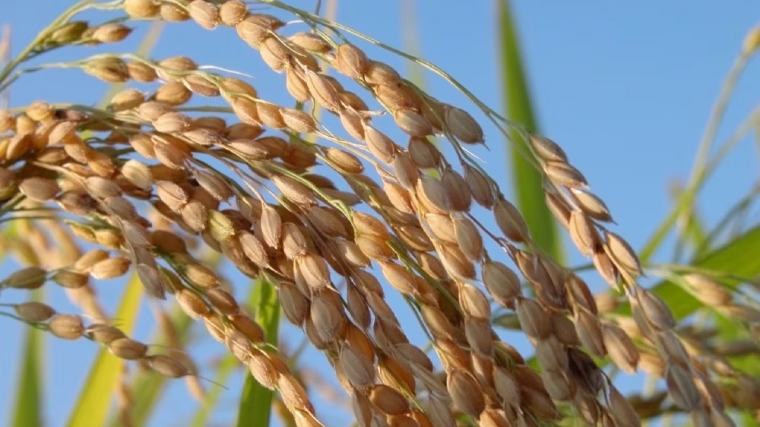 Seis economías regionales del agro muestran signos de recuperación, aunque persisten desequilibrios