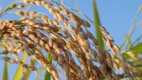 Seis economías regionales del agro muestran signos de recuperación, aunque persisten desequilibrios