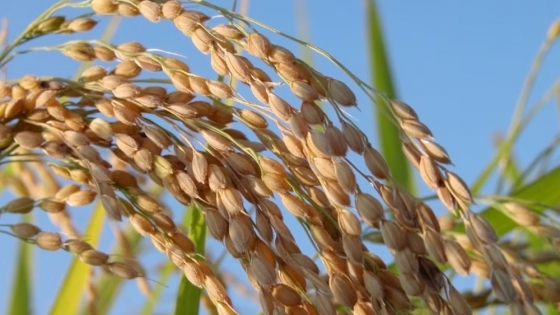 Seis economías regionales del agro muestran signos de recuperación, aunque persisten desequilibrios