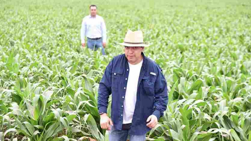 Científicos mexicanos revolucionan la producción de maíz en el mundo, al hacerla más económica y sustentable