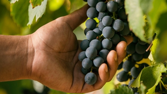 Cinco innovaciones globales que redefinen la vitivinicultura y ofrecen una hoja de ruta para Argentina