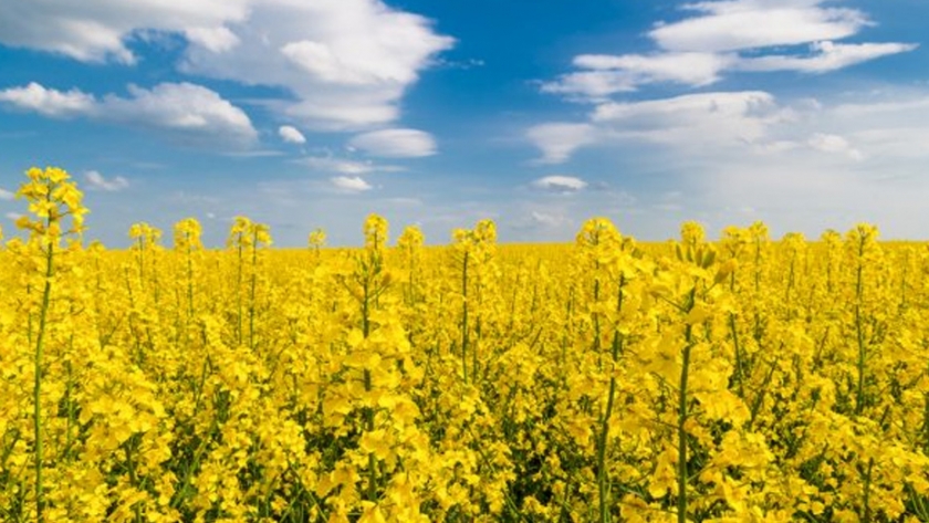 Reforzar la fama de Canadá de líder mundial en el campo de proteínas vegetales
