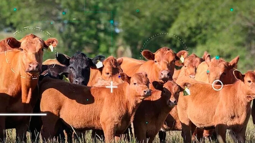 Premio AgTech Ganadero: hasta el 5 de noviembre se podrán presentar proyectos