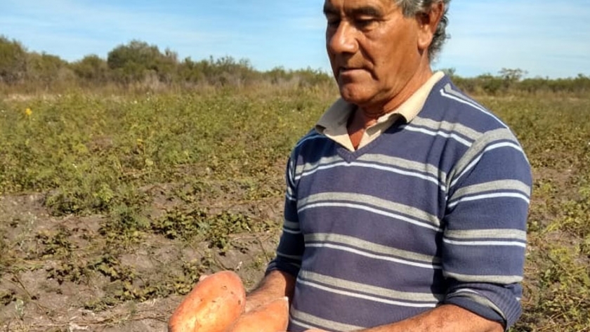 Familia productora prosperó gracias al cultivo de batata
