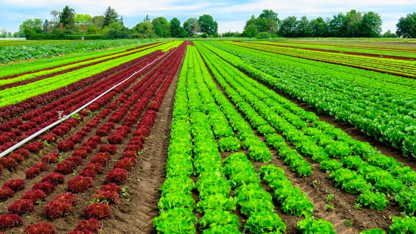 Producción inocua, prácticas sostenibles y bioeconomía: claves para la agricultura post pandemia
