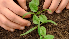 Espinaca, un cultivo fácil y nutritivo para sembrar en febrero