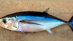 Pesca de Bonito (Sarda sarda)