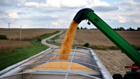 El precio internacional del maíz compensa pérdidas por bajos rindes