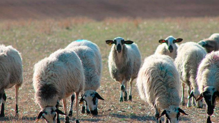 España- Avanza el proyecto Ecolamb sobre el desarrollo de los pequeños rumiantes
