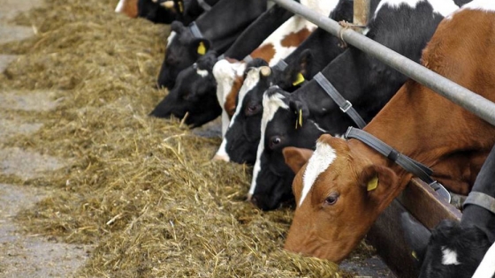 Emergencia agropecuaria: continúa la asistencia alimentaria para ganado por sequía