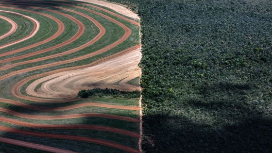 El Cerrado: como el vital "tanque de agua" de Brasil pasó del bosque a los campos de soja